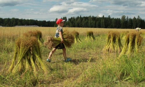 Ürituse Linakitkumistalgud Maetsma Põldvere põllul pilt